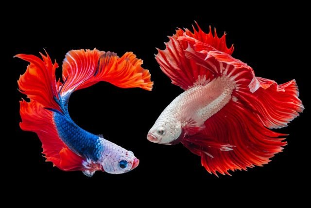 Ultimate Guide to Aquarium Fish Care