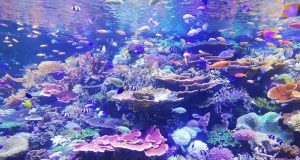 Top 10 Freshwater Fish Species for Your Home Aquarium Top 10 Freshwater Fish Species