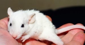 Common Health Issues in Rodents: What Every Pet Owner Should Know Common Health Issues in Rodents