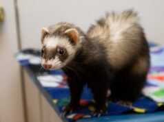 Are Cats the Most Popular Pet in the US? Feline Facts! Are Cats the Most Popular Pet in the US? Feline Facts!