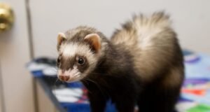 Are Cats the Most Popular Pet in the US? Feline Facts! Are Cats the Most Popular Pet in the US? Feline Facts!