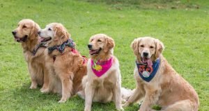 Choosing the Perfect Dog Breed for Your Lifestyle the Perfect Dog Breed for Your Lifestyle