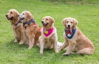 the Perfect Dog Breed for Your Lifestyle