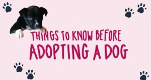 What to Consider before Adopting a Dog: Essential Tips What to Consider before Adopting a Dog