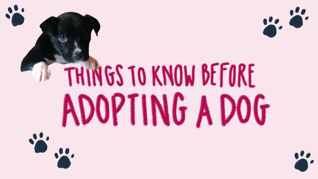 What to Consider before Adopting a Dog